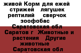 живой Корм для ежей , стрижей , лягушек , рептилий  ( сверчок , зоофобас ) - Саратовская обл., Саратов г. Животные и растения » Другие животные   . Саратовская обл.,Саратов г.